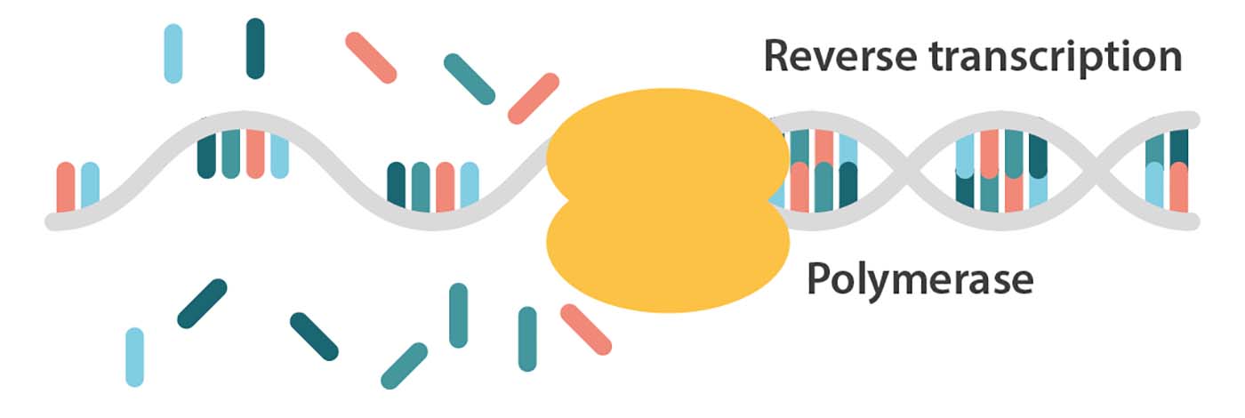 reversetranscription