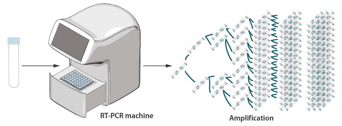 rt amplification